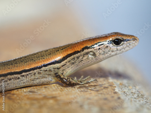 Shallow Depth of Field Closeup of Ground Skink