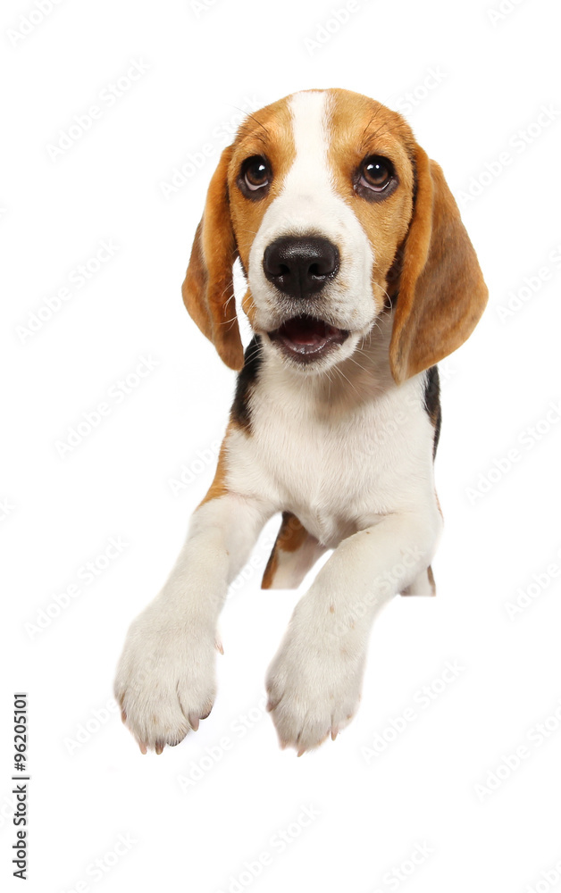 beagle dog isolated on white background beagle dog isolated on white background