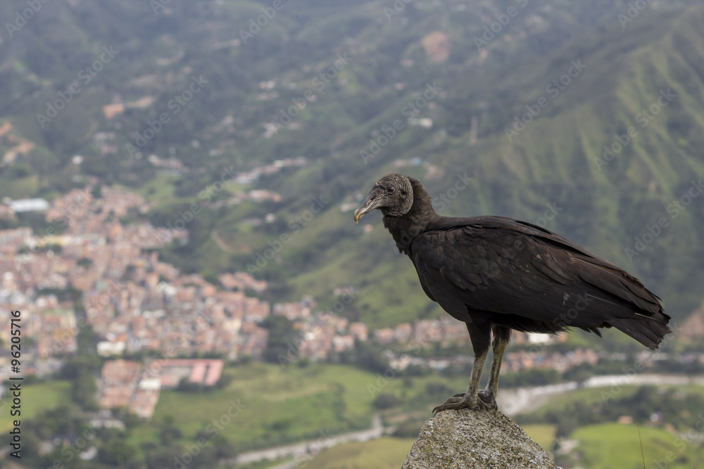 Gallinazo (Coragyps atratus), Ave de Rapiña Sobre la Ciudad, La Ciudad como fondo Gallinazo (Coragyps atratus), Ave de Rapiña Sobre la Ciudad, La Ciudad como fondo