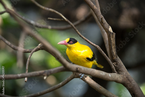 yellow wild bird