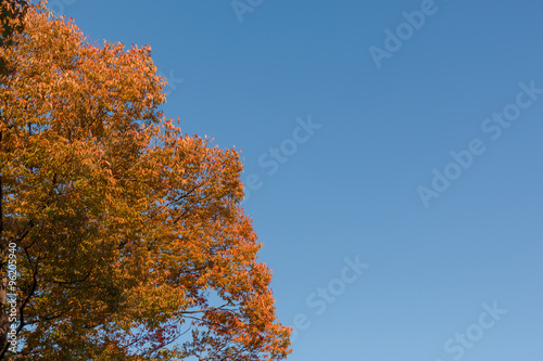 Autumn tree in the forest with blue sky / half concept.