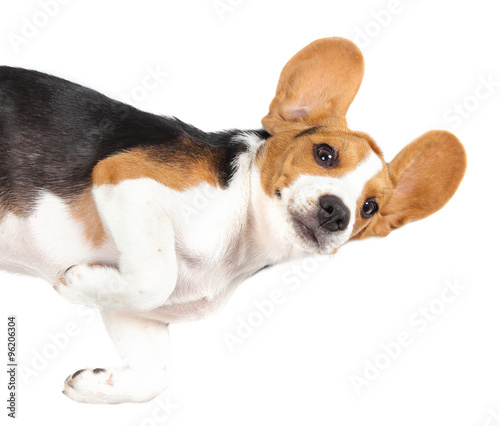 beagle dog isolated on white background