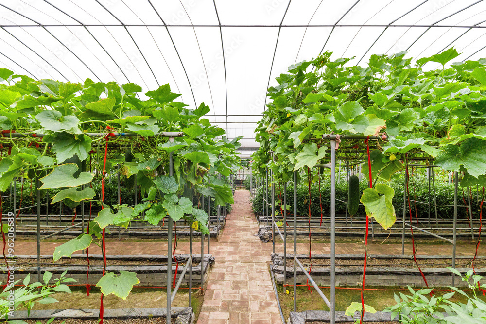 interior of vegetable greenhouse
