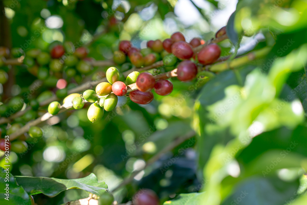 Red berries coffee bean Red berries coffee bean