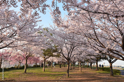 cherry blossoms in city              