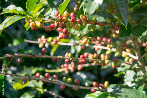 Red berries coffee bean