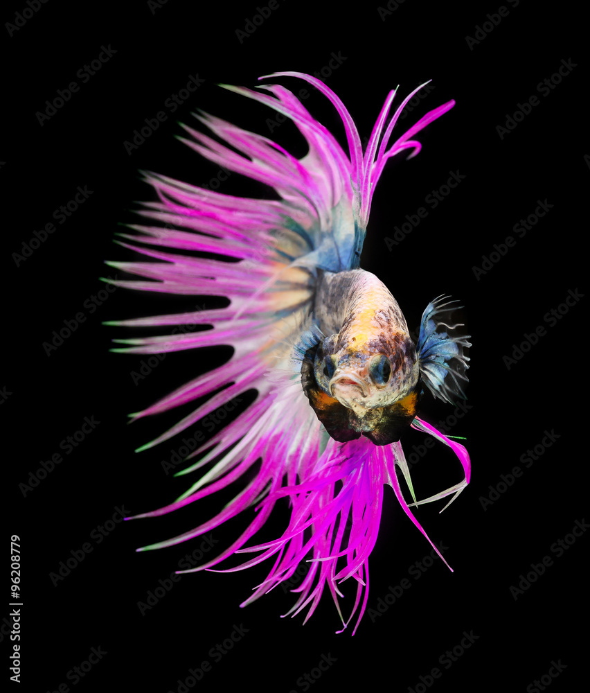 Obraz premium siamese fighting fish, betta isolated on black background.