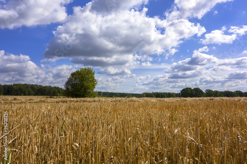 Post-Harvest Rye Fields photo