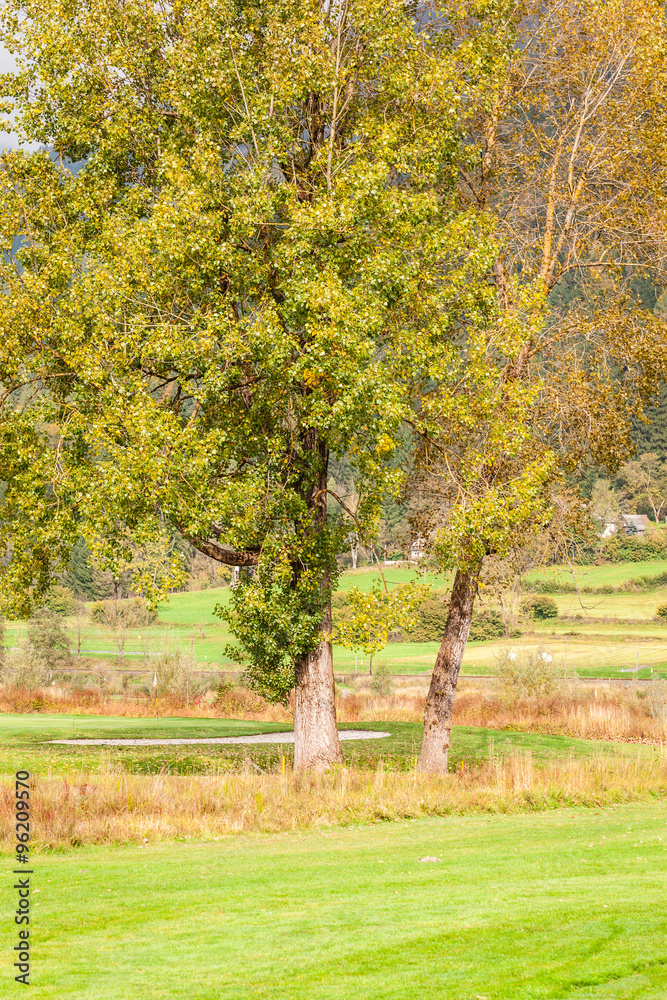 Naklejka premium Trees in meadow