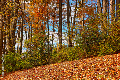 Fallen leaves and tall deciduous trees in autumn. Bright colors of fall season in residential suburb of Virginia, USA.