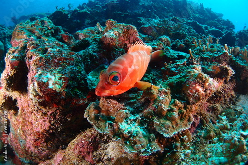 Soldier fish is relaxing on the reef of  tropical island. Thailand. 
