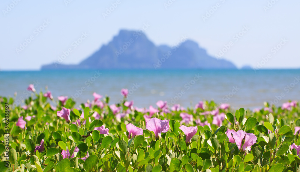 Fototapeta premium Ipomoea sea view