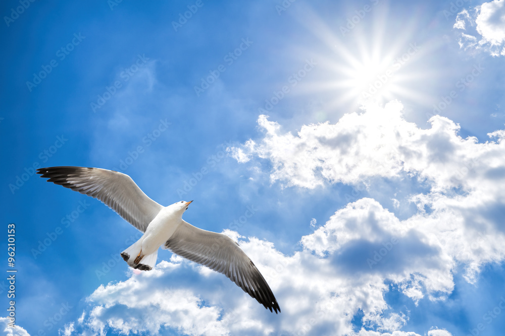 Seagull flying against blue cloudy sky with brilliant sun Seagull flying against blue cloudy sky with brilliant sun