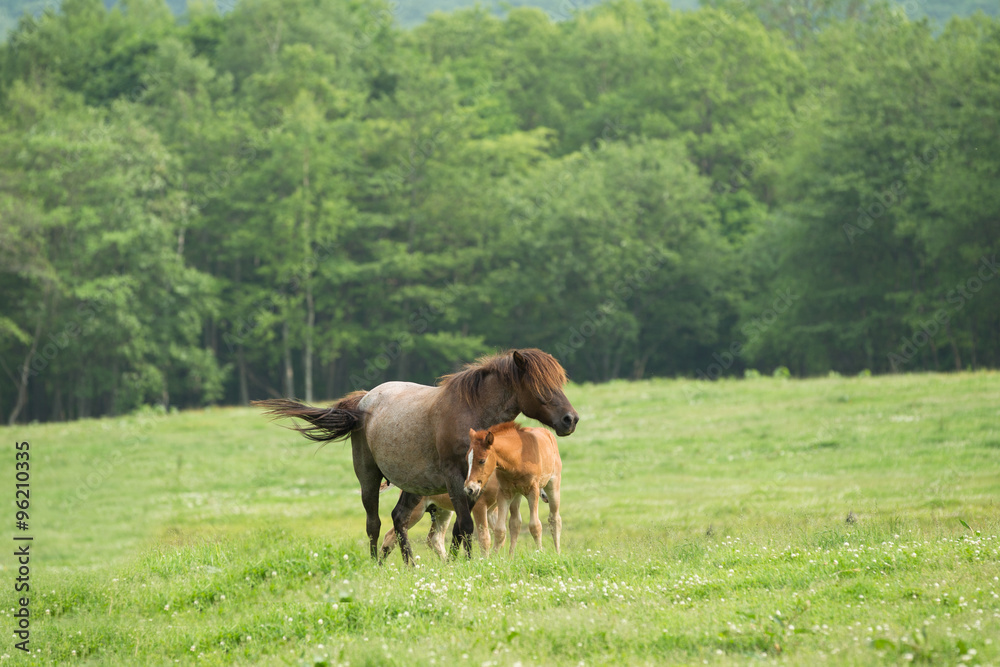 Fototapeta premium 馬の親子