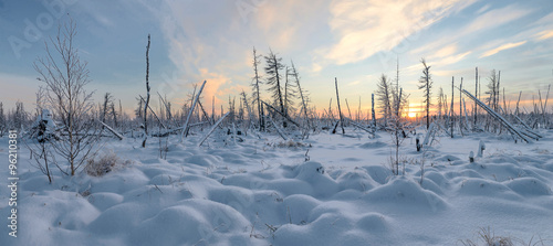 Panorama of the winter landscape of taiga, the Yamal Peninsula photo