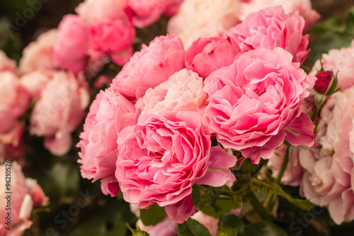 Fototapeta Naklejka Na Ścianę i Meble -  closeup of pink tea roses in bloom