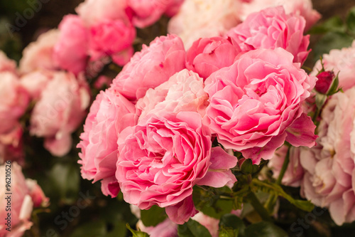 closeup of pink tea roses in bloom