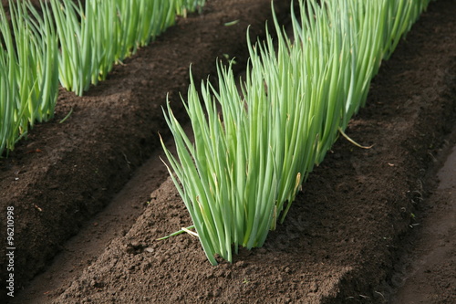 Japanese Leek photo