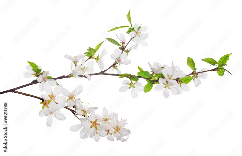 Obraz premium cherry tree blossoming branches with bright green leaves