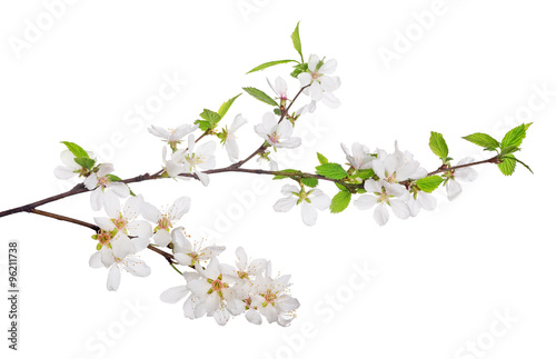 cherry tree blossoming branches with bright green leaves