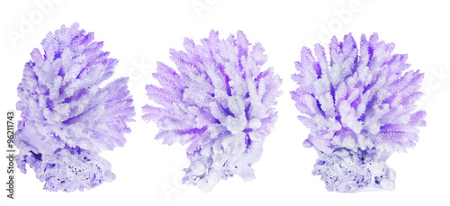 set of three lilac corals isolated on white