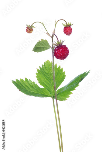 three wild isolated strawberries on stem with two leaves