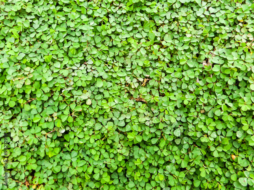 Clover background in the garden Clover background in the garden
