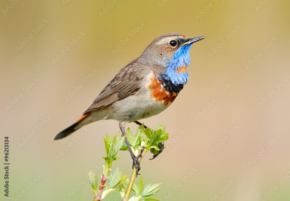 Fototapeta premium Bluethroat (Luscinia svecica) on the branch