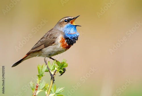 Singing Bluethroat (Luscinia svecica) on the branch