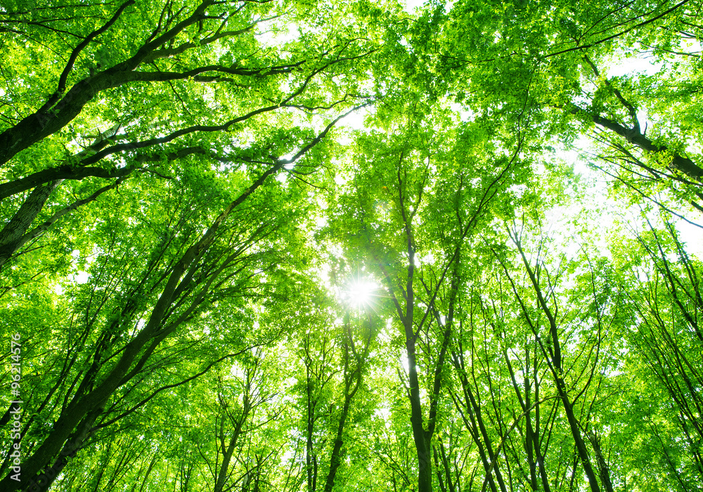 Obraz premium beautiful green forest