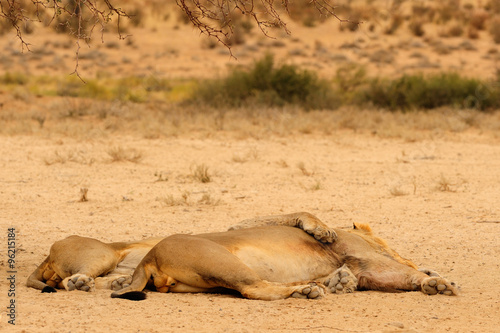 Male lions sleeping