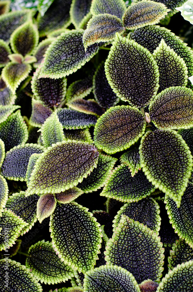leaves