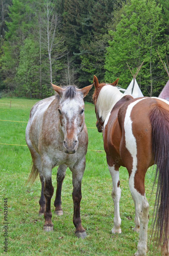 horses