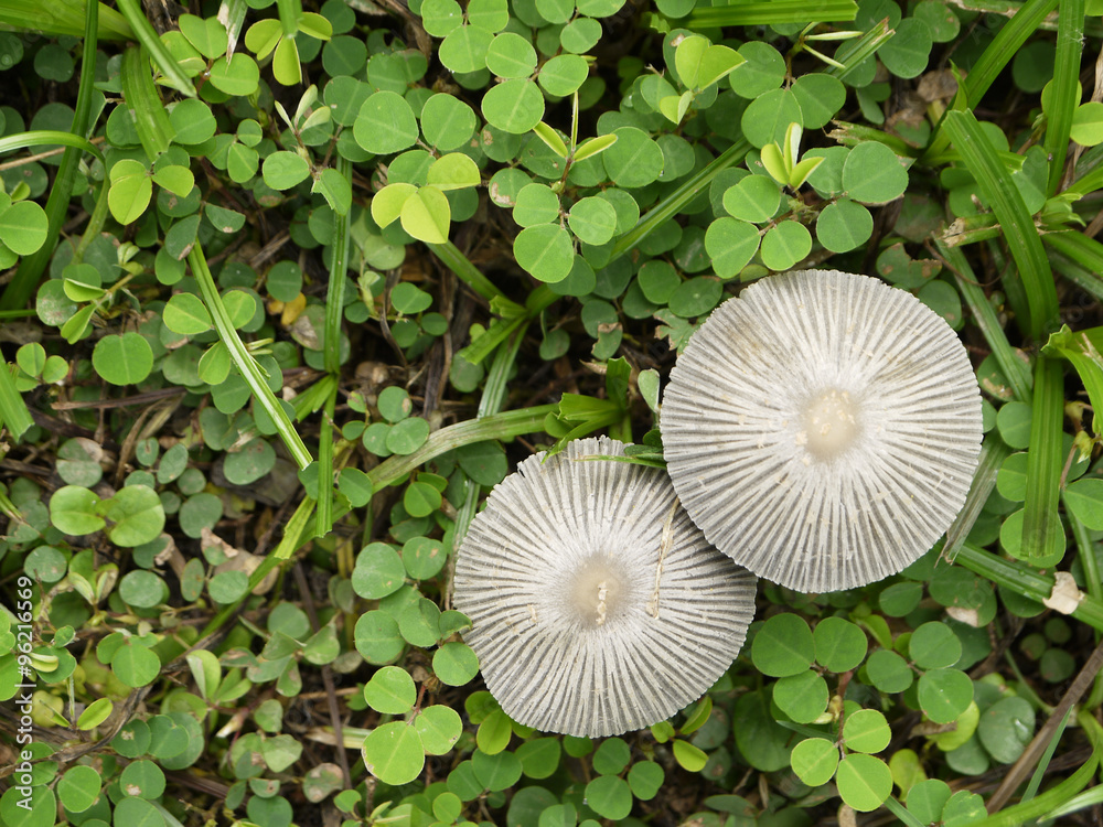 Mushroom on a grass