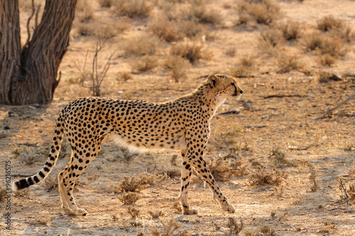 Cheetah © Shumba138
