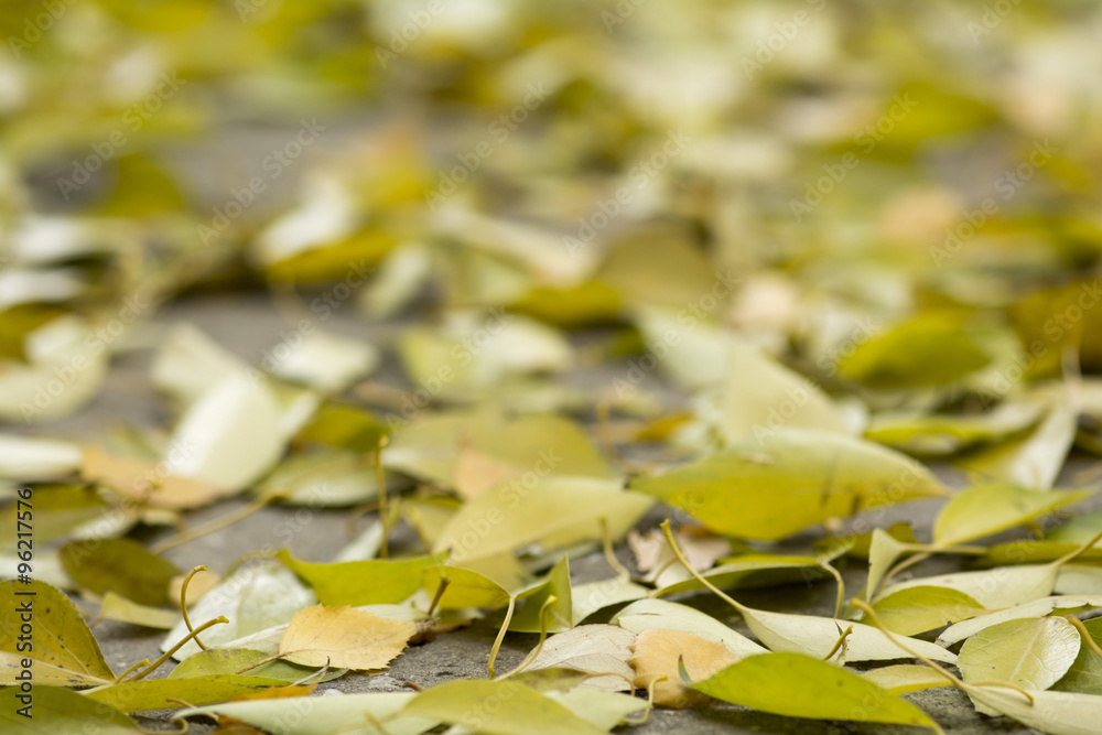 Autumn leaves Autumn leaves