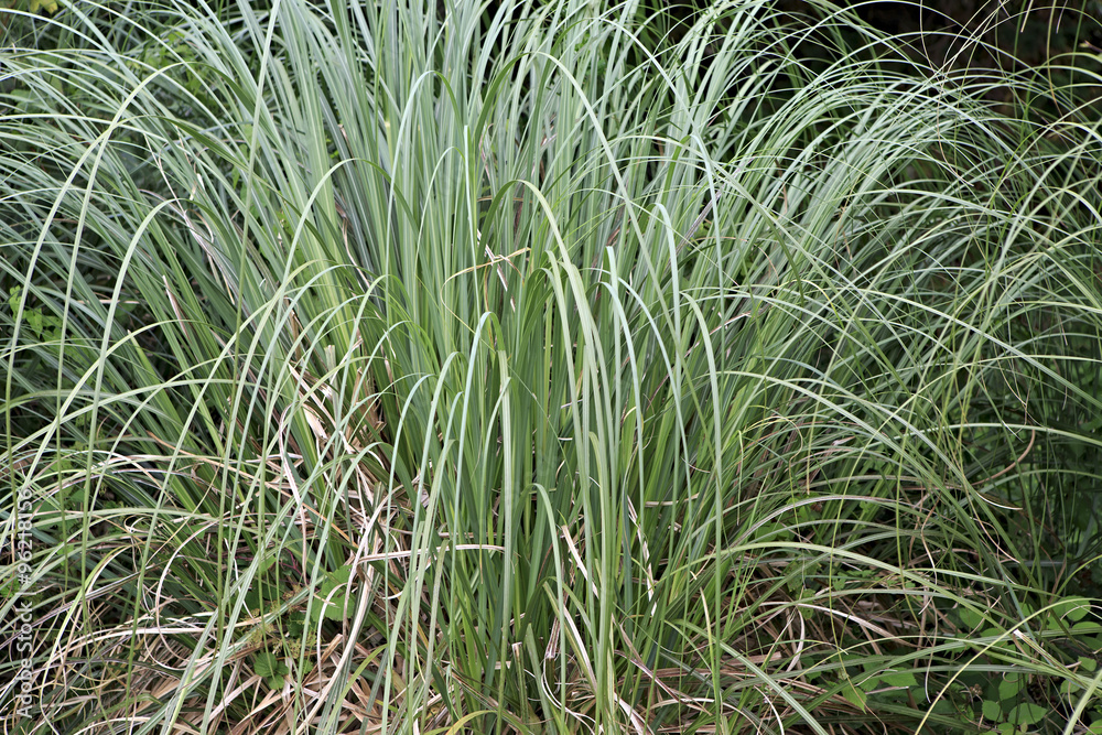 Carex is grassy plants in the family Cyperaceae Carex is grassy plants in the family Cyperaceae