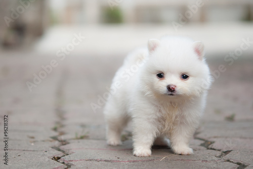 Portrait of a white Pomeranian puppy