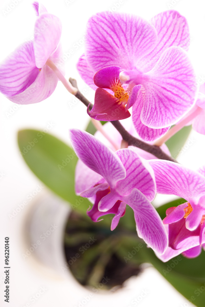 Obraz premium Pink orchid in pot on white background. 