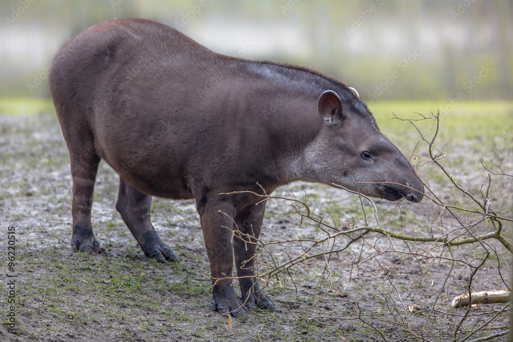 South american Tapir South american Tapir