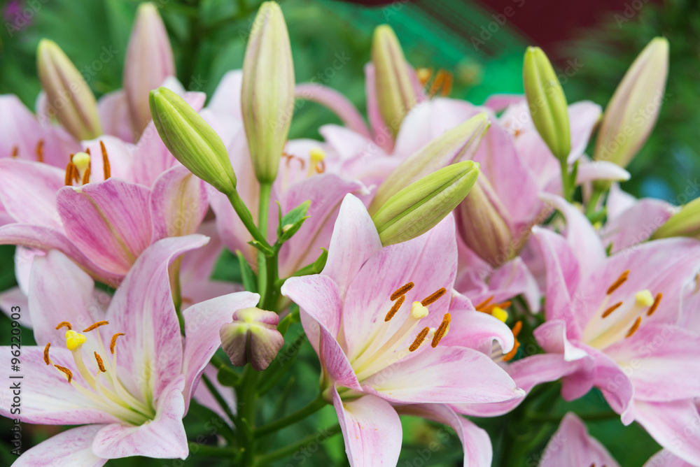 Pink lilies outdoors Pink lilies outdoors