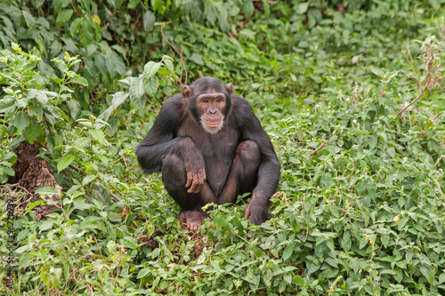 Adult chimpanzee seating in front of bush. Ngamba island chimpanzee sanctuary, Uganda. 
