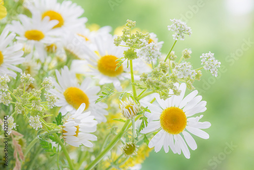 Fototapeta Naklejka Na Ścianę i Meble -  Wildflowers on the summer meadow