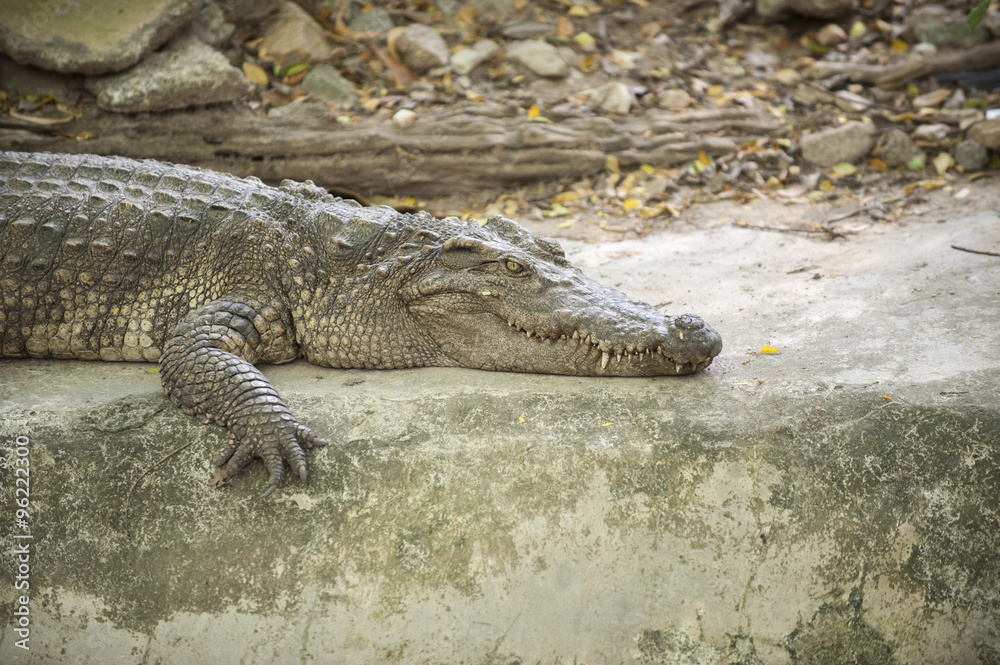 Crocodiles dangerous animals Crocodiles dangerous animals