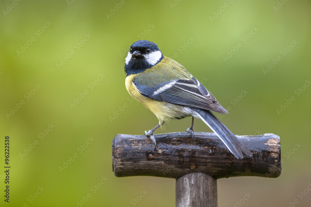 Fototapeta premium Great tit perched on a shovel