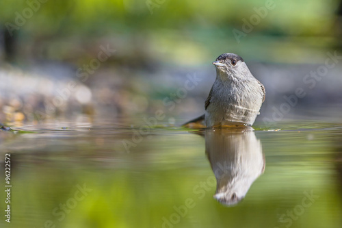 Eurasian blackcap photo