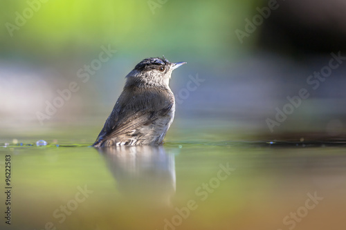 Eurasian blackcap in water photo