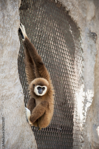 Gibbons in zoo. photo