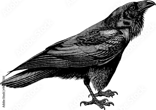Vintage drawing raven