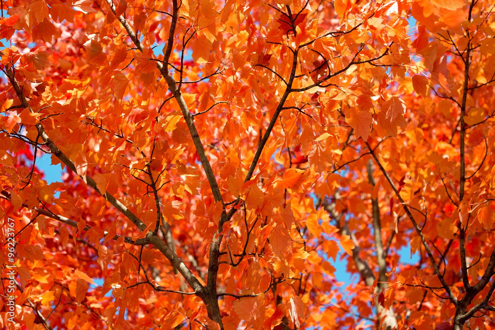 background of lush autumn leaves in the sunlight background of lush autumn leaves in the sunlight